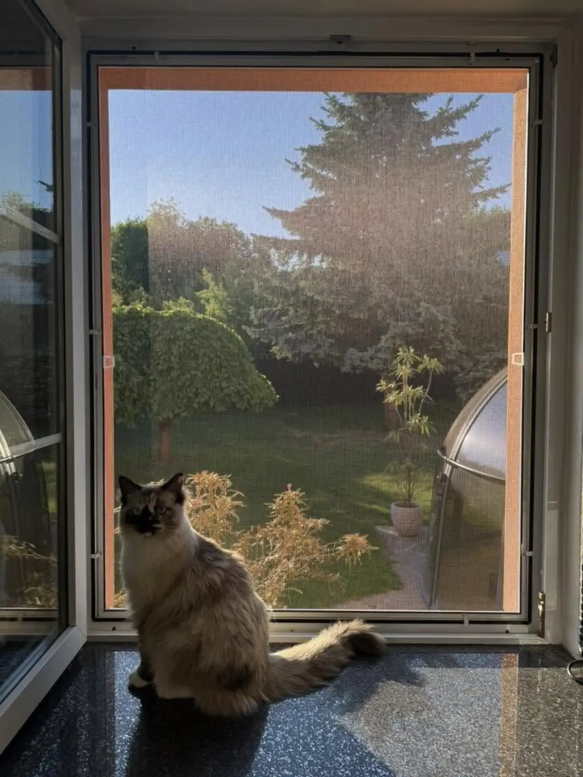 Kočka u okna s nainstalovanou sítí proti hmyzu